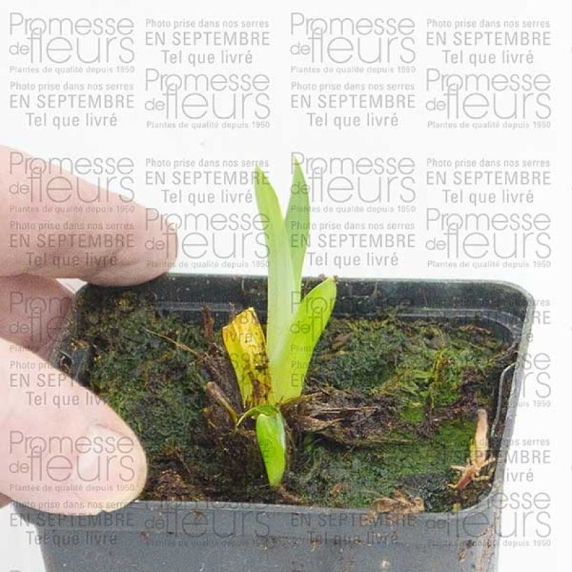 Esimerkki toimitetusta Japaninkurjenmiekka Sensation 8/9 cm taimiruukku-taimesta