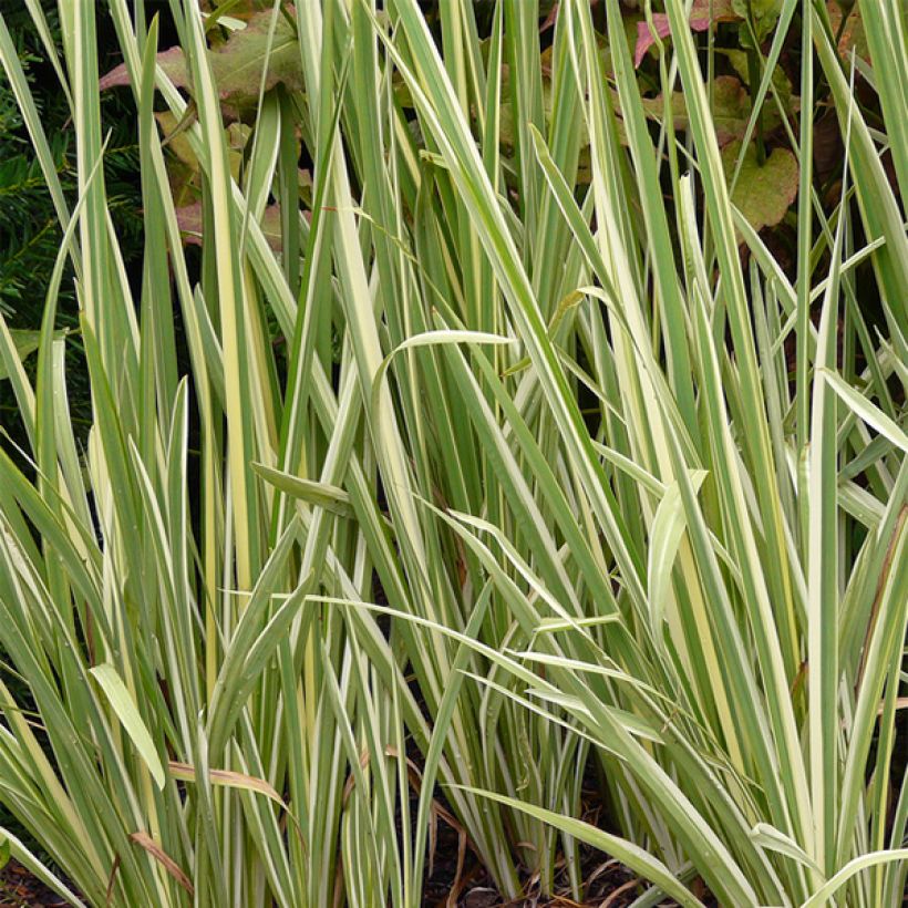 Japaninkurjenmiekka Variegata (Lehvistö)