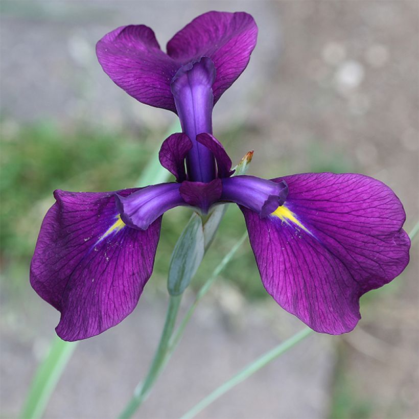Japaninkurjenmiekka Variegata (Kukinta)