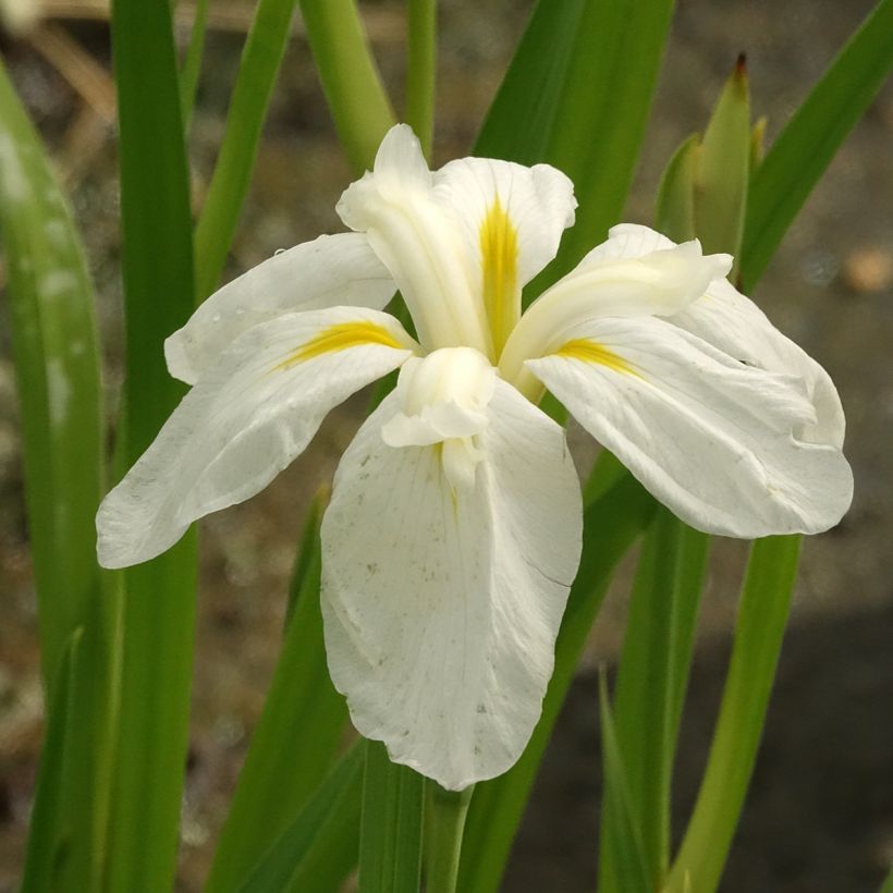 Japaninkurjenmiekka White Ladies (Kukinta)