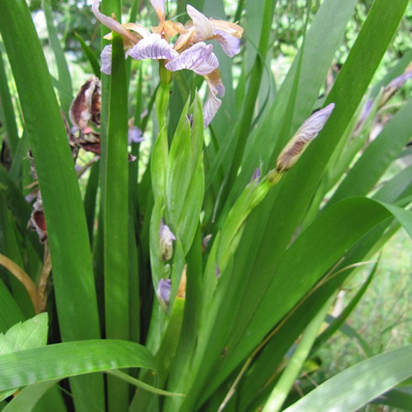 Haisukurjenmiekka - Iris foetidissima (Lehvistö)