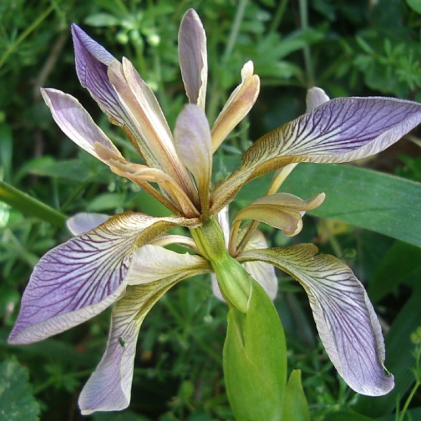 Haisukurjenmiekka - Iris foetidissima (Kukinta)