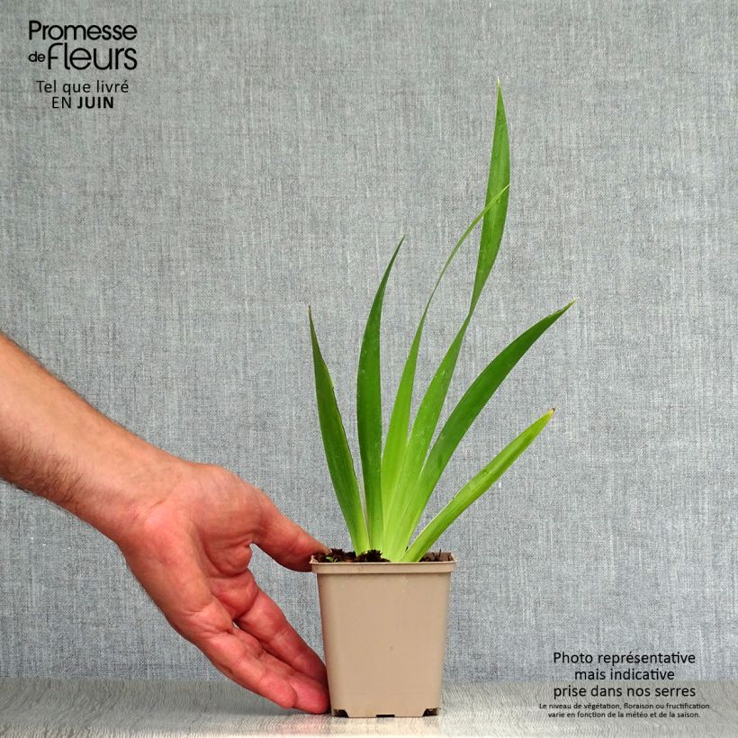Esimerkki kesällä toimitetusta Haisukurjenmiekka - Iris foetidissima 8/9 cm taimiruukku-taimesta