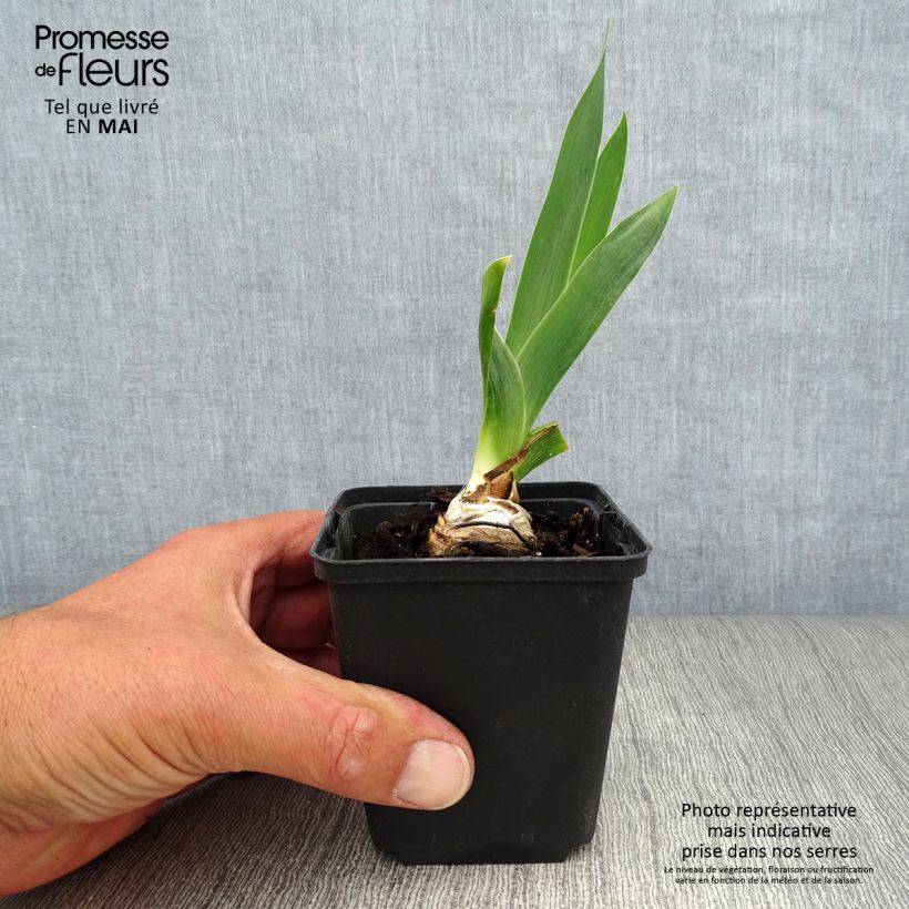 Esimerkki keväällä toimitetusta Saksankurjenmiekka Abondante Floraison 8/9 cm taimiruukku-taimesta