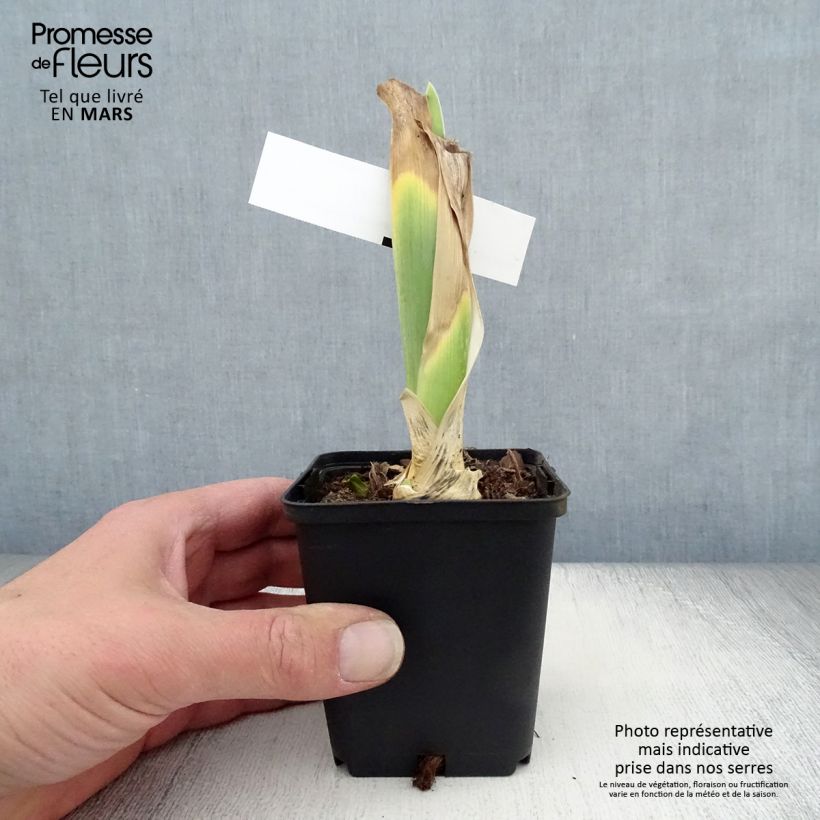 Esimerkki keväällä toimitetusta Saksankurjenmiekka Bewitchment 8/9 cm taimiruukku-taimesta