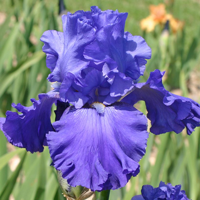 Saksankurjenmiekka Blenheim Royal (Kukinta)