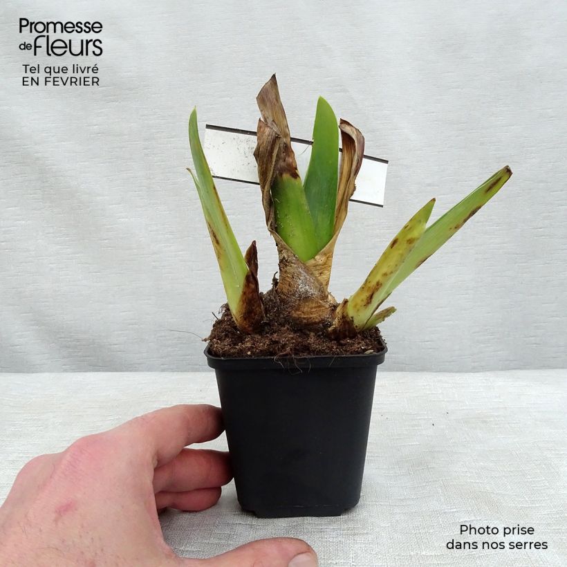 Esimerkki talvella toimitetusta Saksankurjenmiekka Blenheim Royal 8/9 cm taimiruukku-taimesta