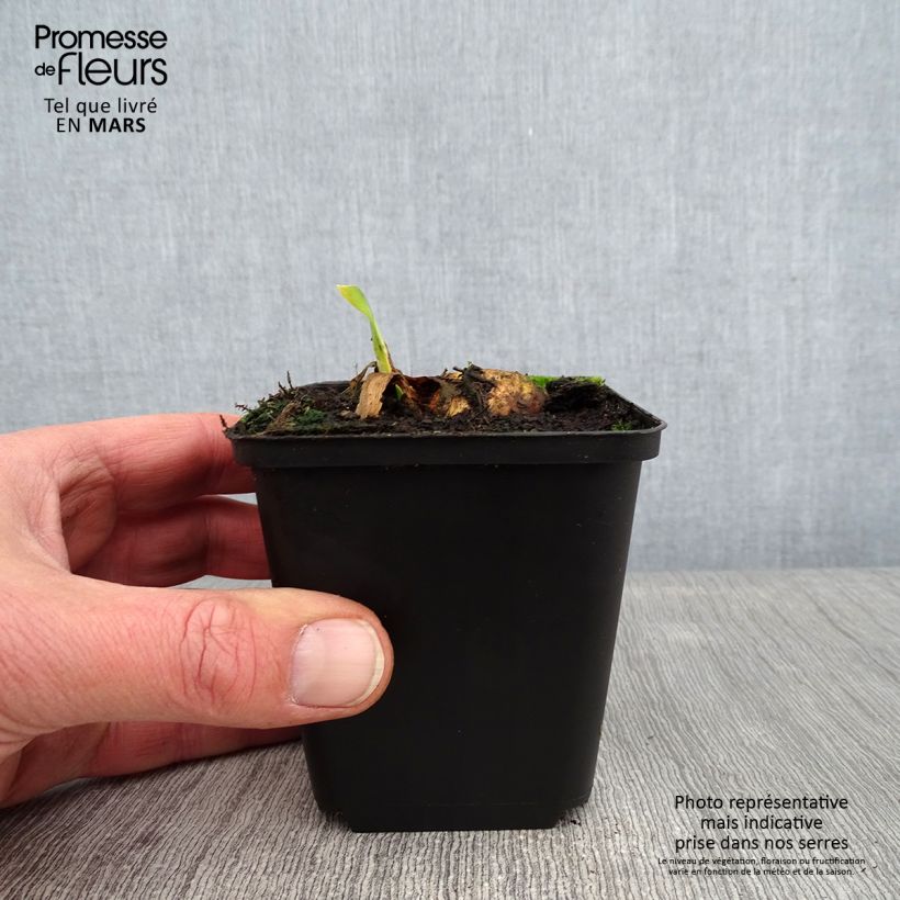 Esimerkki talvella toimitetusta Saksankurjenmiekka Bruno 8/9 cm taimiruukku-taimesta