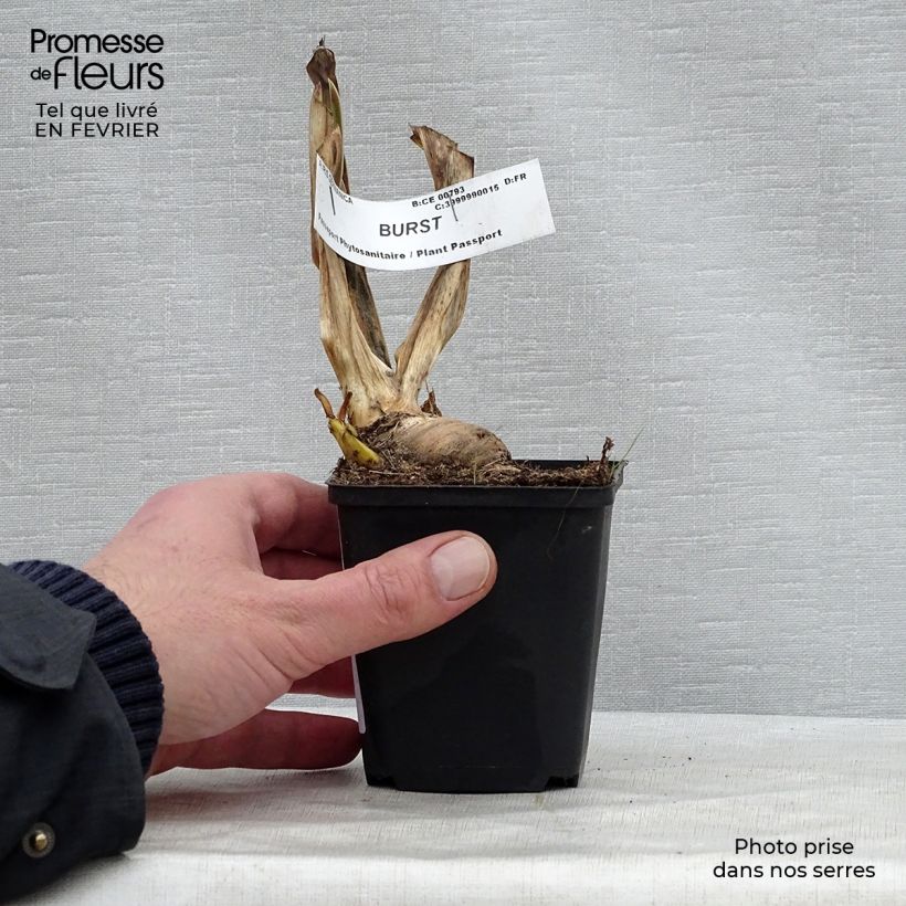 Esimerkki talvella toimitetusta Saksankurjenmiekka Burst 8/9 cm taimiruukku-taimesta