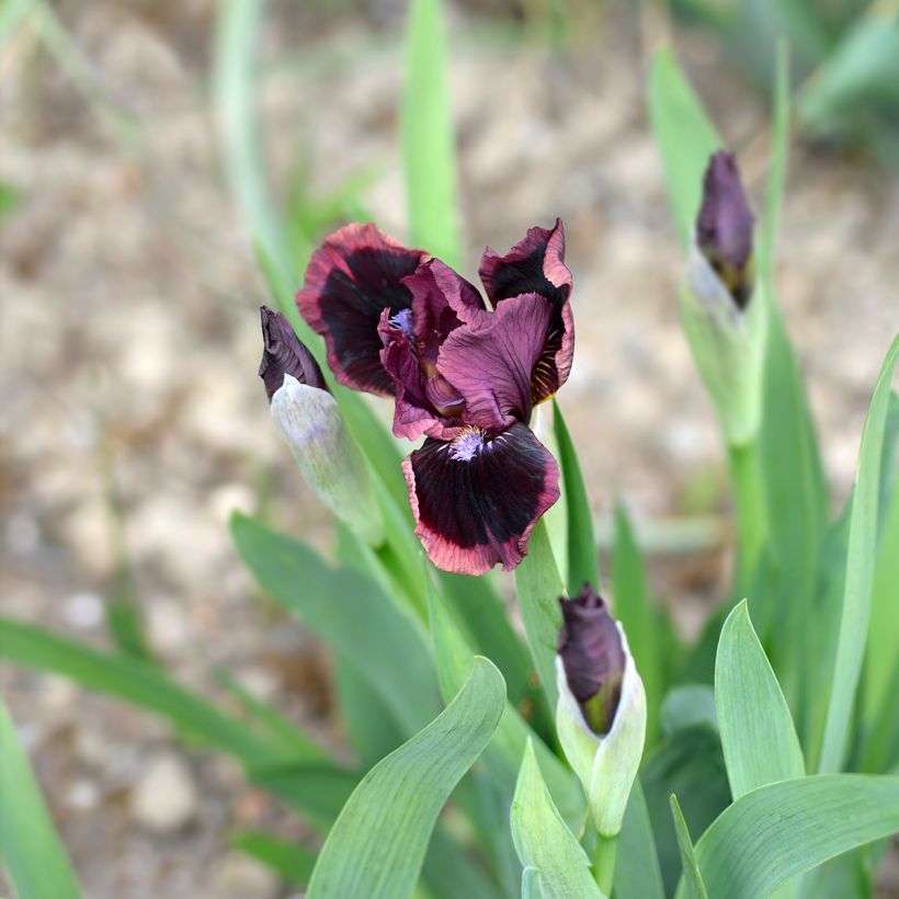 Saksankurjenmiekka Cat's Eye (Kukinta)