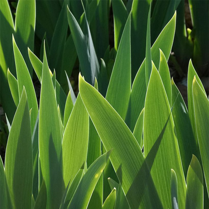 Saksankurjenmiekka Cat's Eye (Lehvistö)