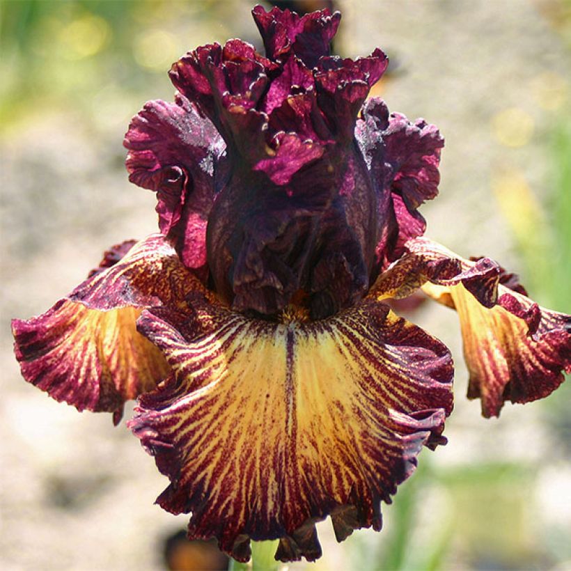 Saksankurjenmiekka Drama Queen (Kukinta)