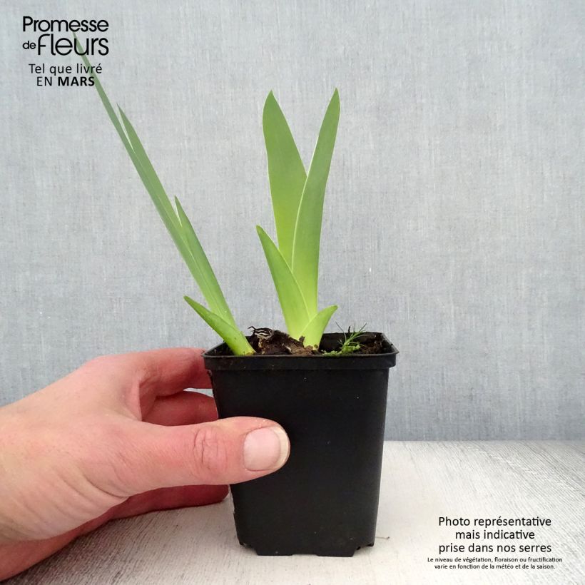 Esimerkki keväällä toimitetusta Saksankurjenmiekka English Charm Juurakko, koko 10/15, extra-laatu-taimesta