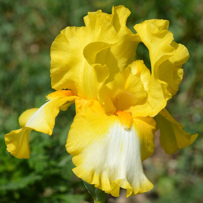Saksankurjenmiekka Fringe of Gold (Kukinta)