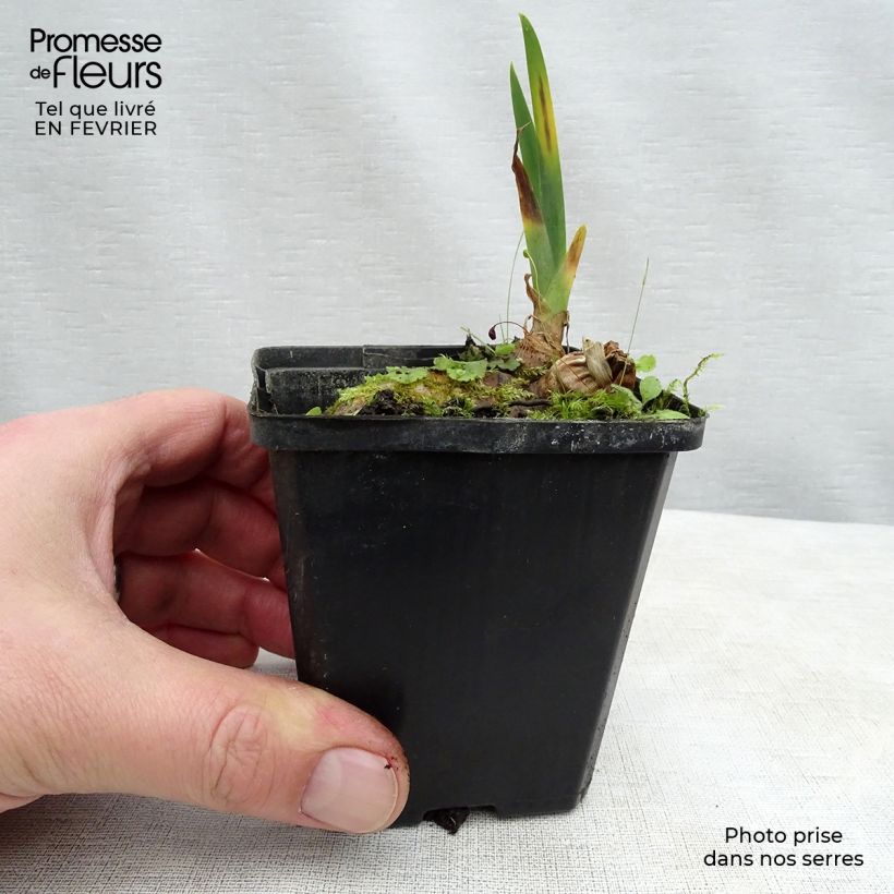 Esimerkki talvella toimitetusta Saksankurjenmiekka Kingajou Shrew 8/9 cm taimiruukku-taimesta