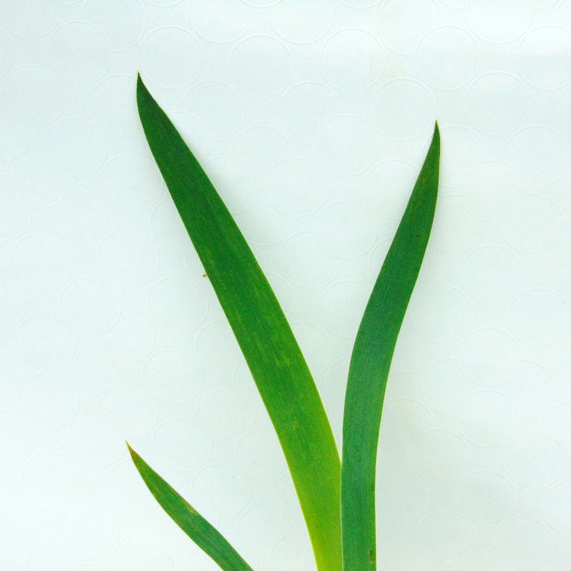 Saksankurjenmiekka New Leaf (Lehvistö)