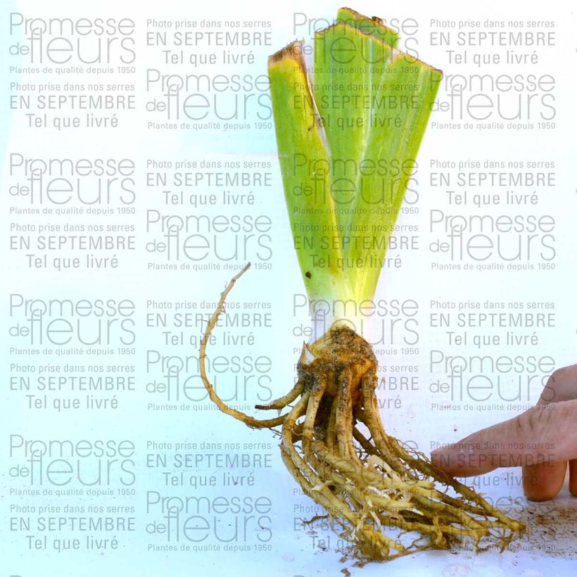 Esimerkki toimitetusta Saksankurjenmiekka New Leaf 8/9 cm taimiruukku-taimesta