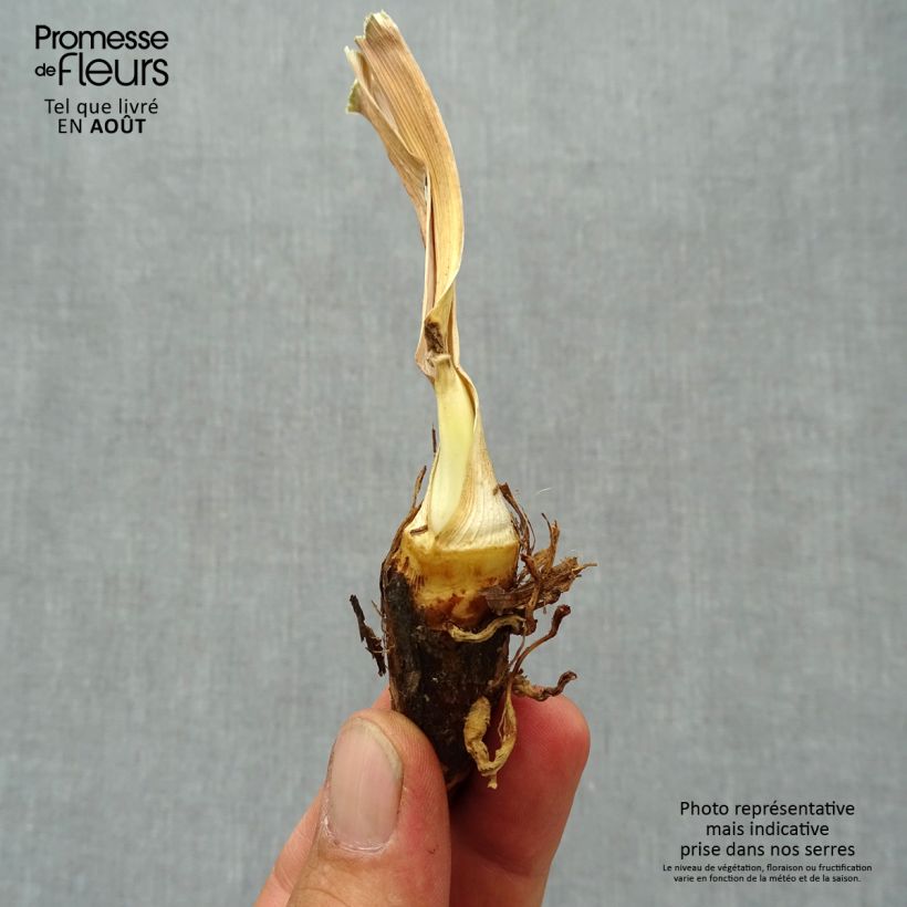 Esimerkki kesällä toimitetusta Saksankurjenmiekka Peach Frost 8/9 cm taimiruukku-taimesta