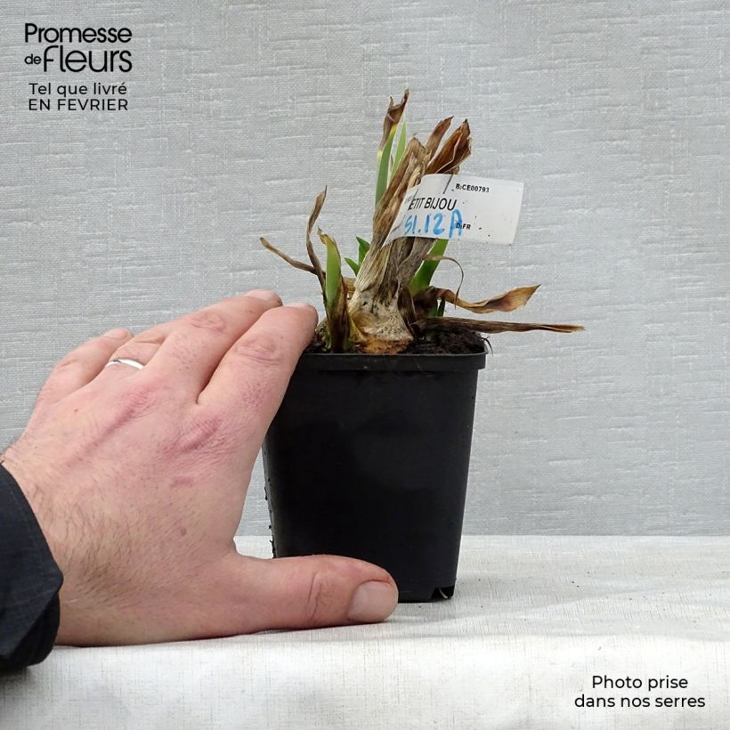 Esimerkki talvella toimitetusta Saksankurjenmiekka Petit Bijou 8/9 cm taimiruukku-taimesta