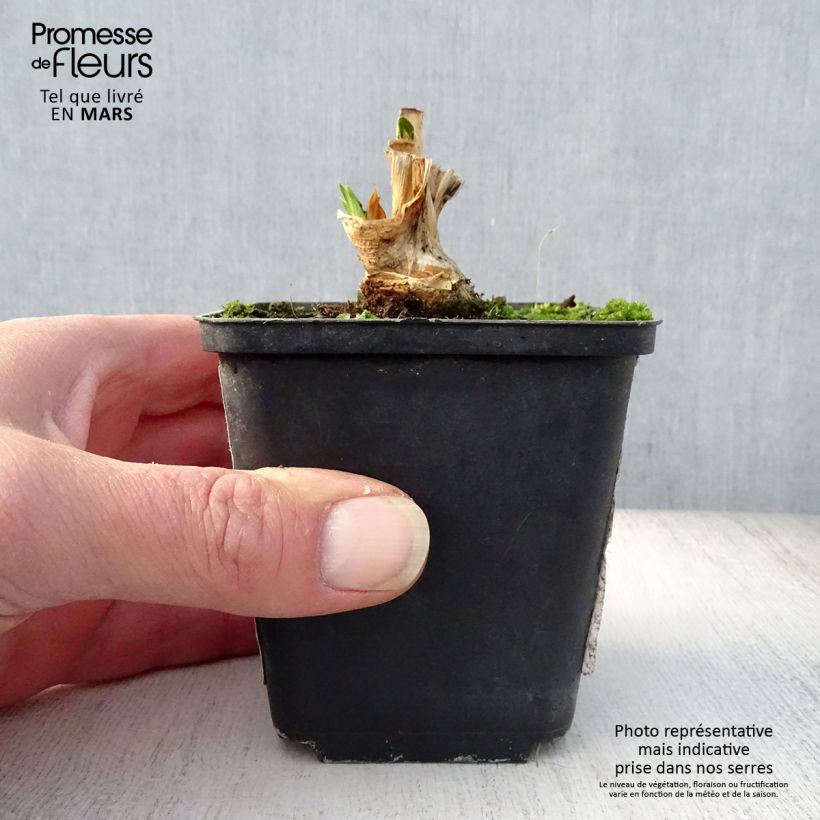 Esimerkki keväällä toimitetusta Saksankurjenmiekka Petit Moment 8/9 cm taimiruukku-taimesta