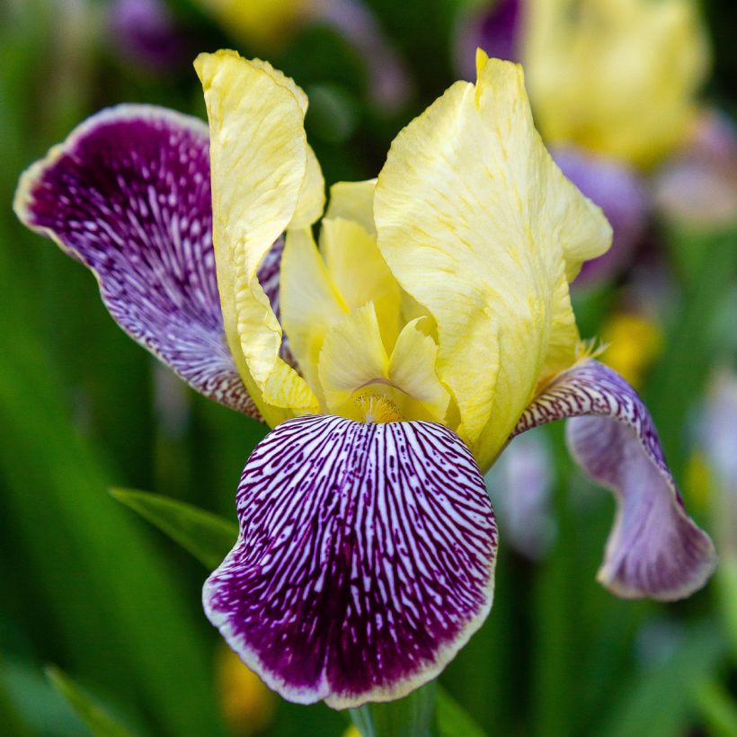 Saksankurjenmiekka Stellata (Kukinta)