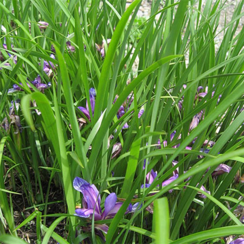 Mätäskurjenmiekka - Iris graminea (Lehvistö)