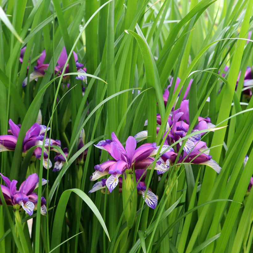 Mätäskurjenmiekka - Iris graminea (Kasvutapa)