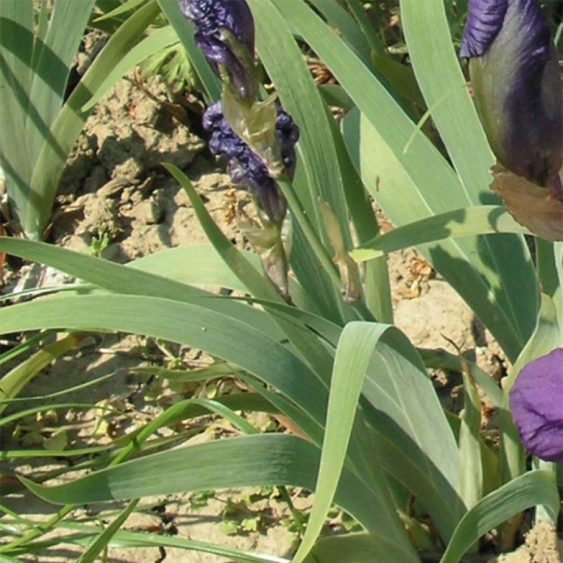Kurjenmiekka - Iris illyrica (Lehvistö)
