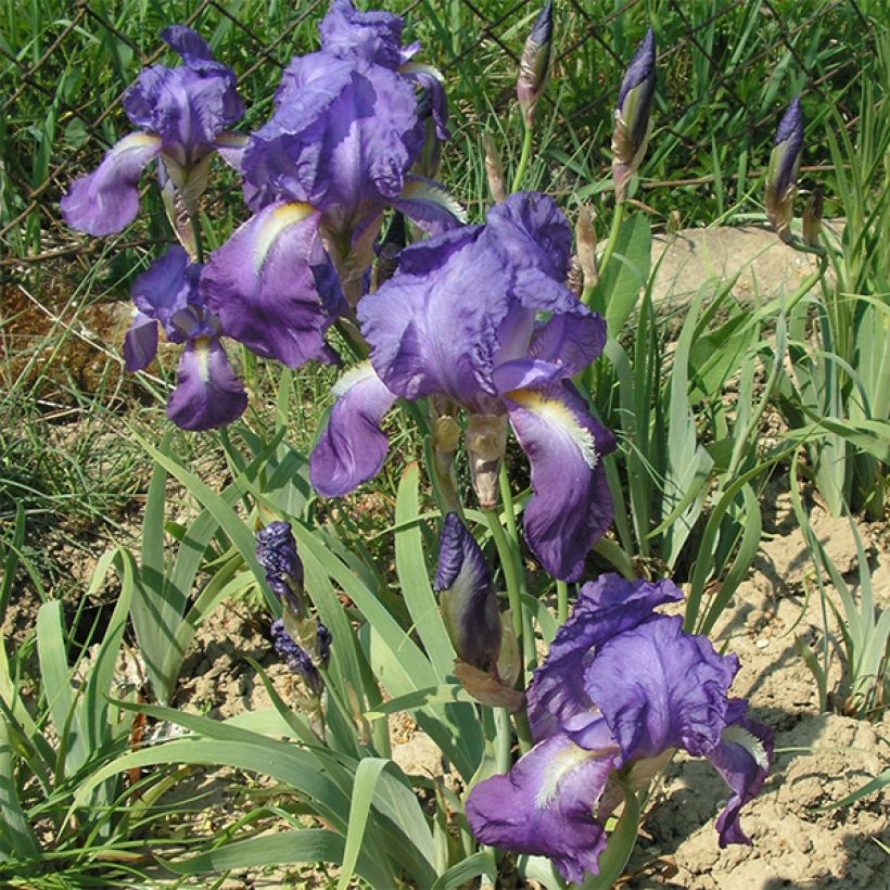 Kurjenmiekka - Iris illyrica (Kukinta)