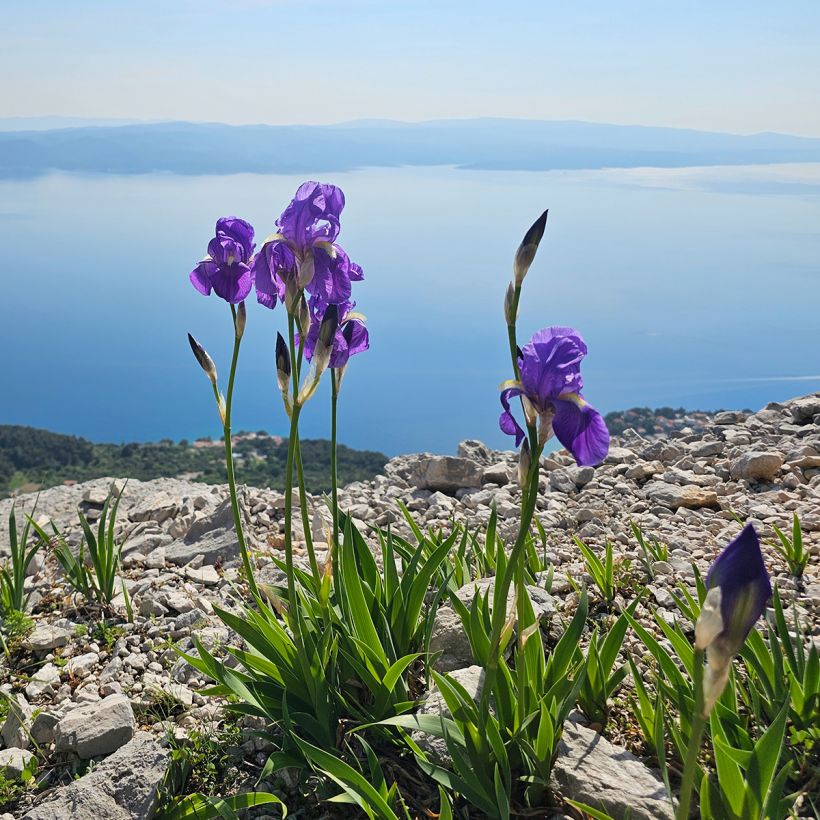 Kurjenmiekka - Iris illyrica (Kasvutapa)