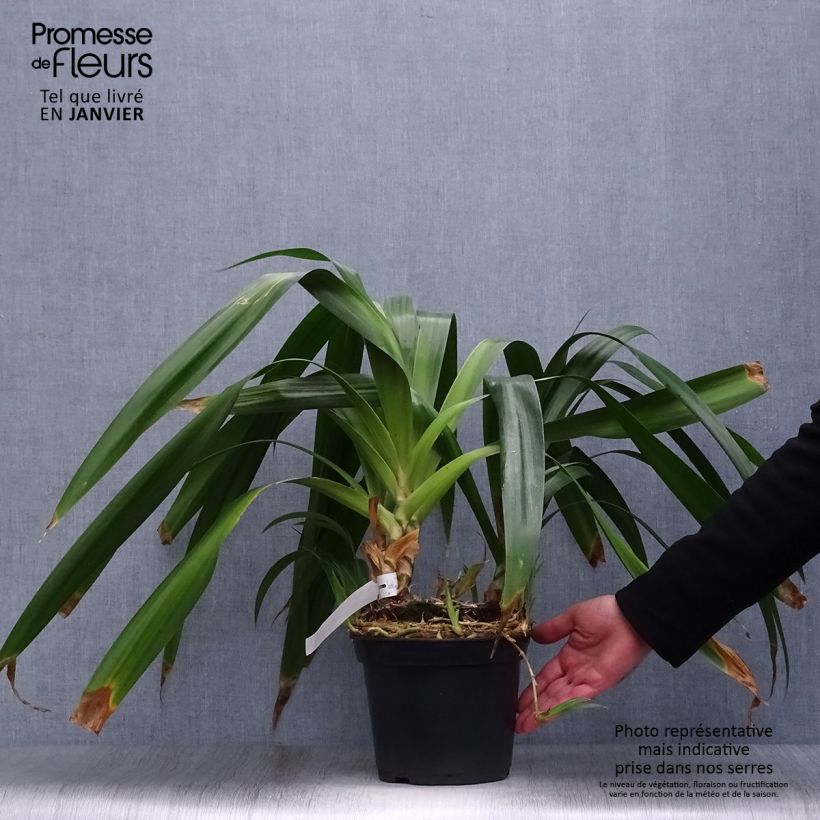 Esimerkki talvella toimitetusta Japaninkurjenmiekka - Iris japonica 2 litran/3 litran ruukku-taimesta
