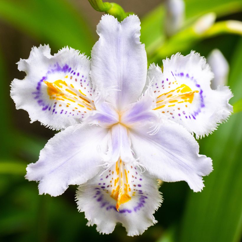 Japaninkurjenmiekka - Iris japonica (Kukinta)