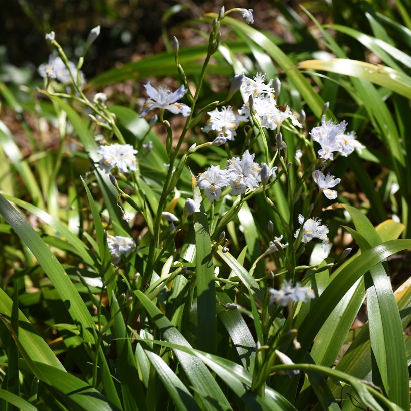 Japaninkurjenmiekka - Iris japonica (Kasvutapa)