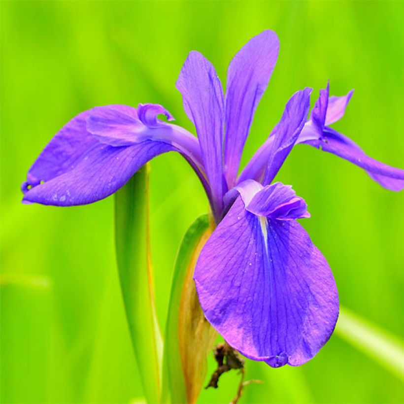 Samettikurjenmiekka - Iris laevigata (Kukinta)