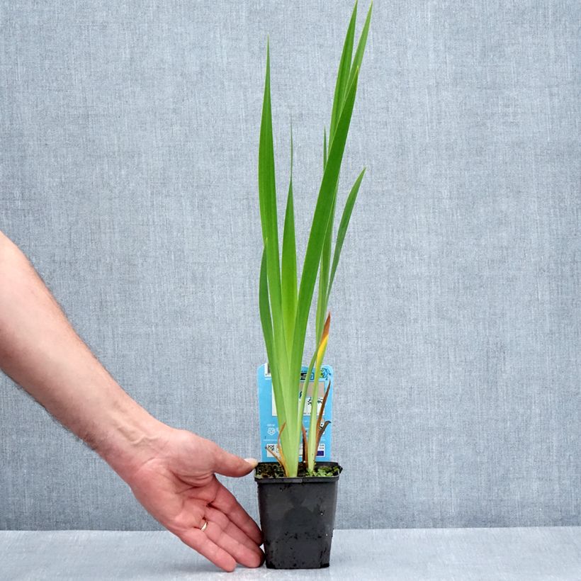 Esimerkki keväällä toimitetusta Iris laevigata Mottled Beauty - Iris d'eau japonais Godet de 8/9 cm-taimesta