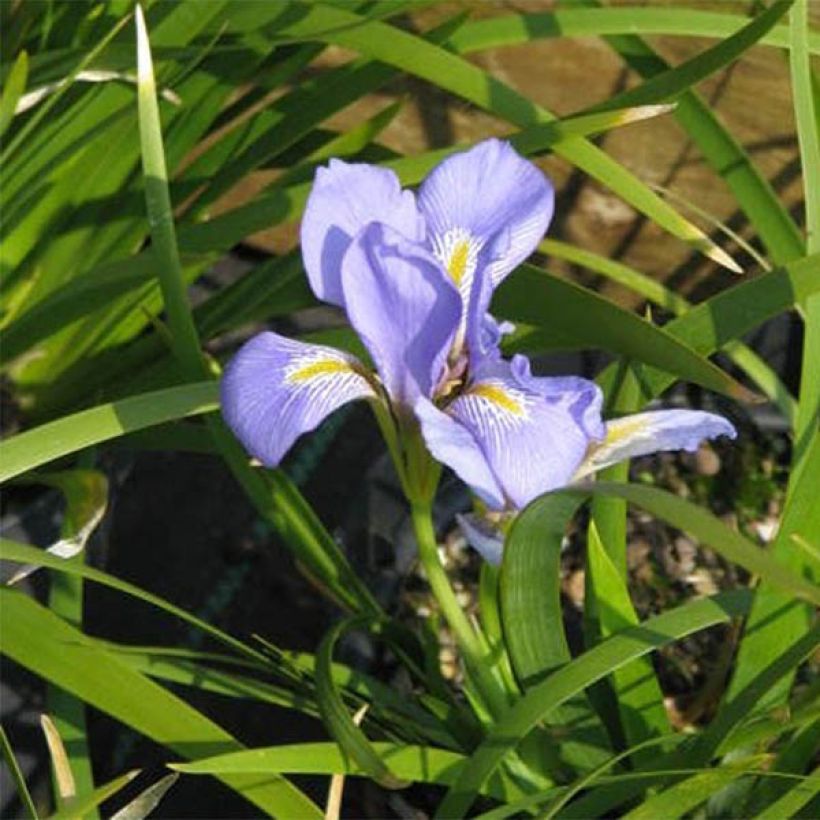 Kurjenmiekka - Iris lazica (Kukinta)
