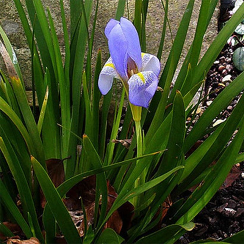 Kurjenmiekka - Iris lazica (Kasvutapa)