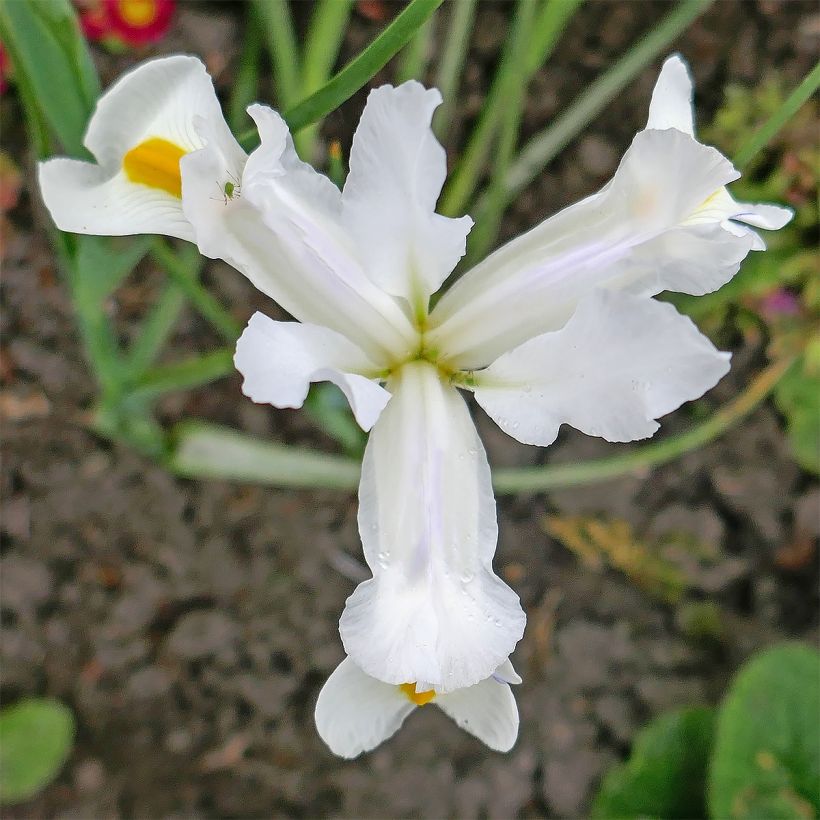Kurjenmiekka alba (Kukinta)