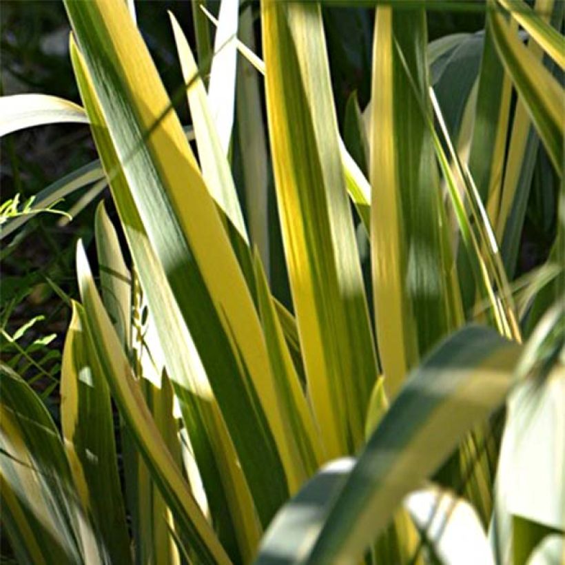 Tuoksukurjenmiekka Variegata (Lehvistö)