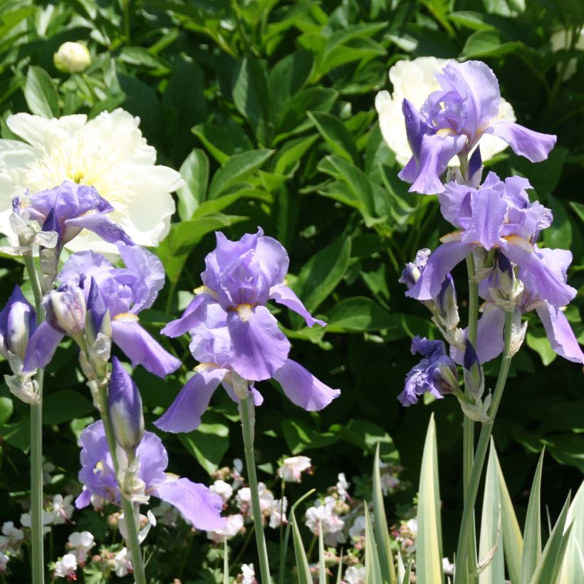 Tuoksukurjenmiekka Variegata (Kukinta)