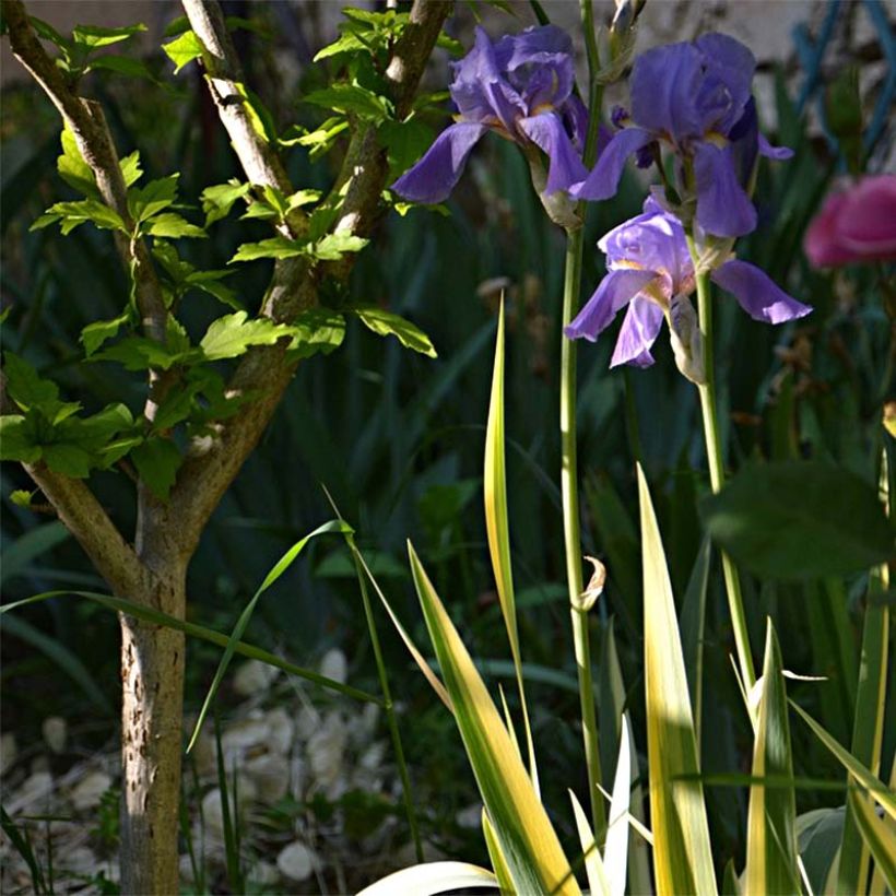 Tuoksukurjenmiekka Variegata (Kasvutapa)