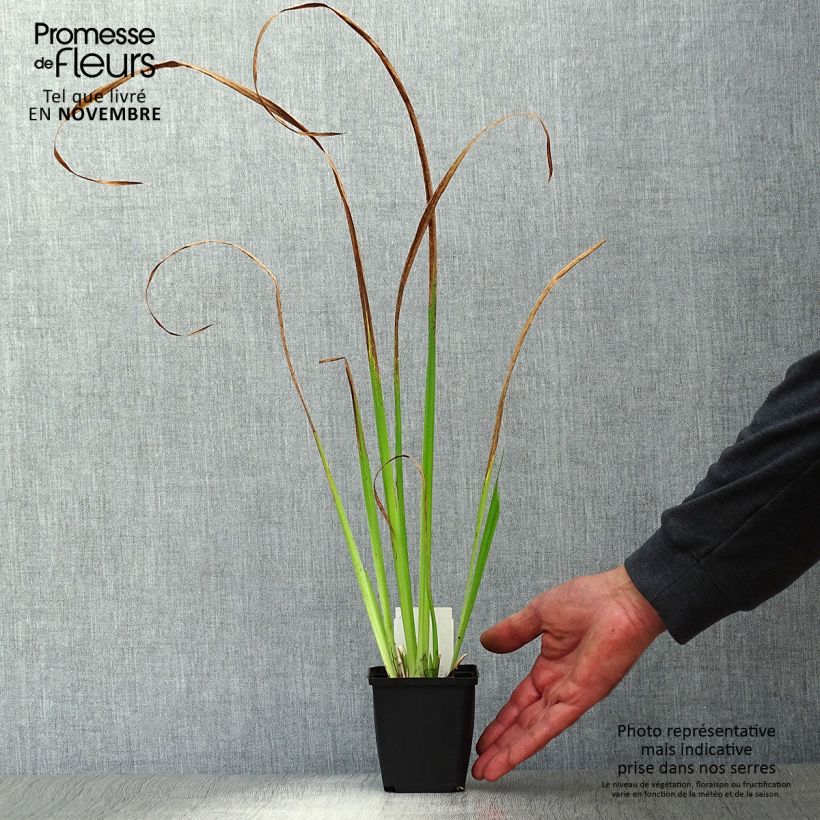 Esimerkki syksyllä toimitetusta Keltakurjenmiekka - Iris pseudacorus 8/9 cm taimiruukku-taimesta