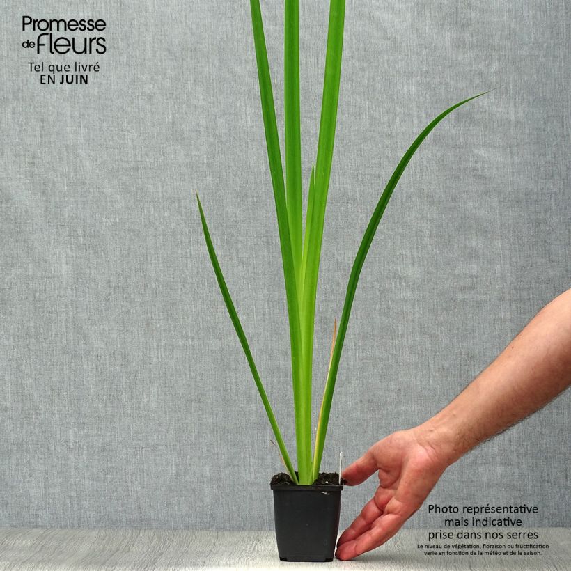 Esimerkki kesällä toimitetusta Keltakurjenmiekka - Iris pseudacorus Godet de 8/9 cm-taimesta