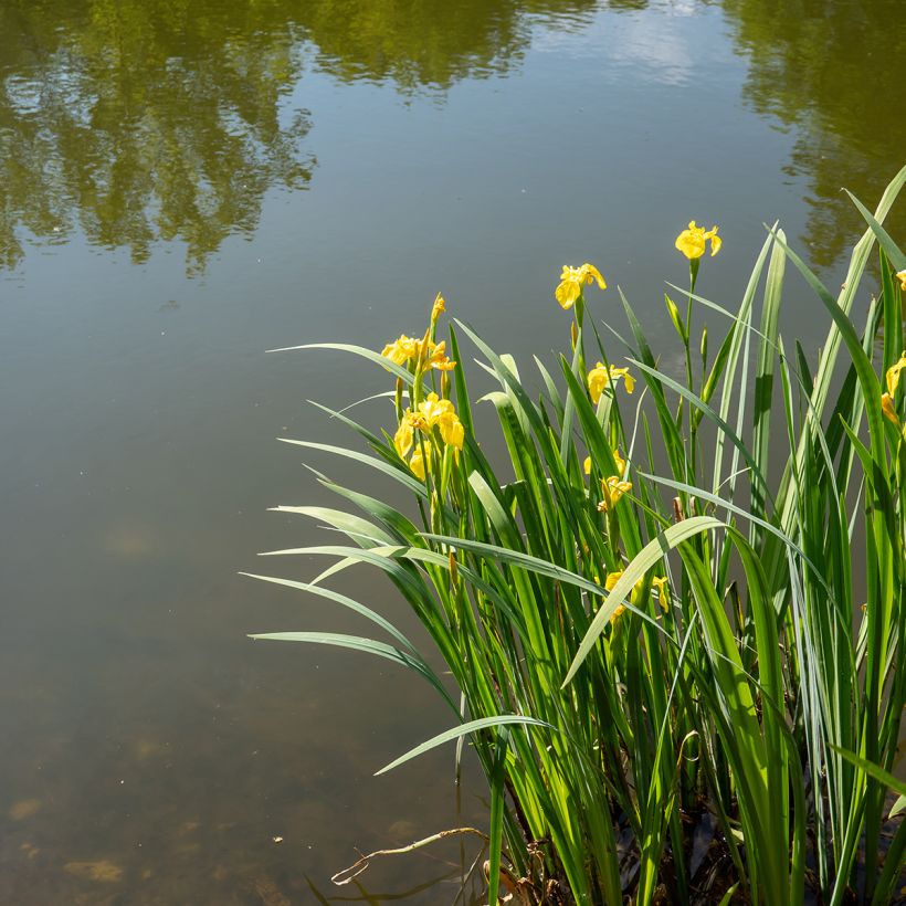 Keltakurjenmiekka - Iris pseudacorus (Kasvutapa)