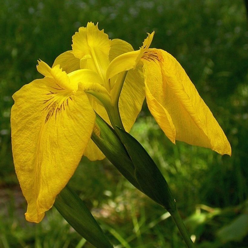 Keltakurjenmiekka Variegata (Kukinta)