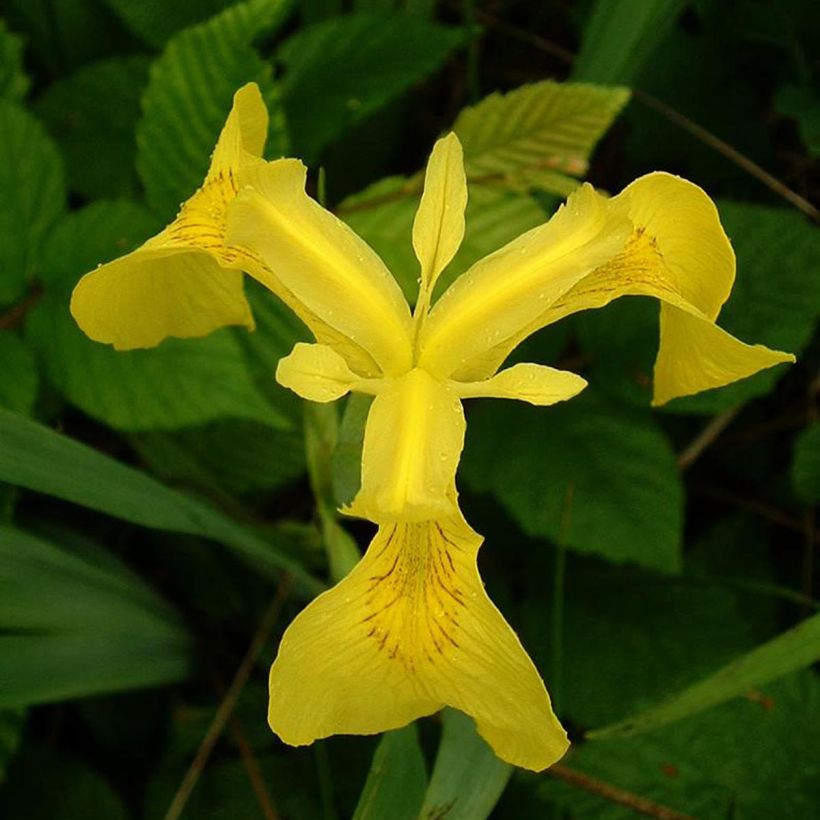 Keltakurjenmiekka - Iris pseudacorus (Kukinta)