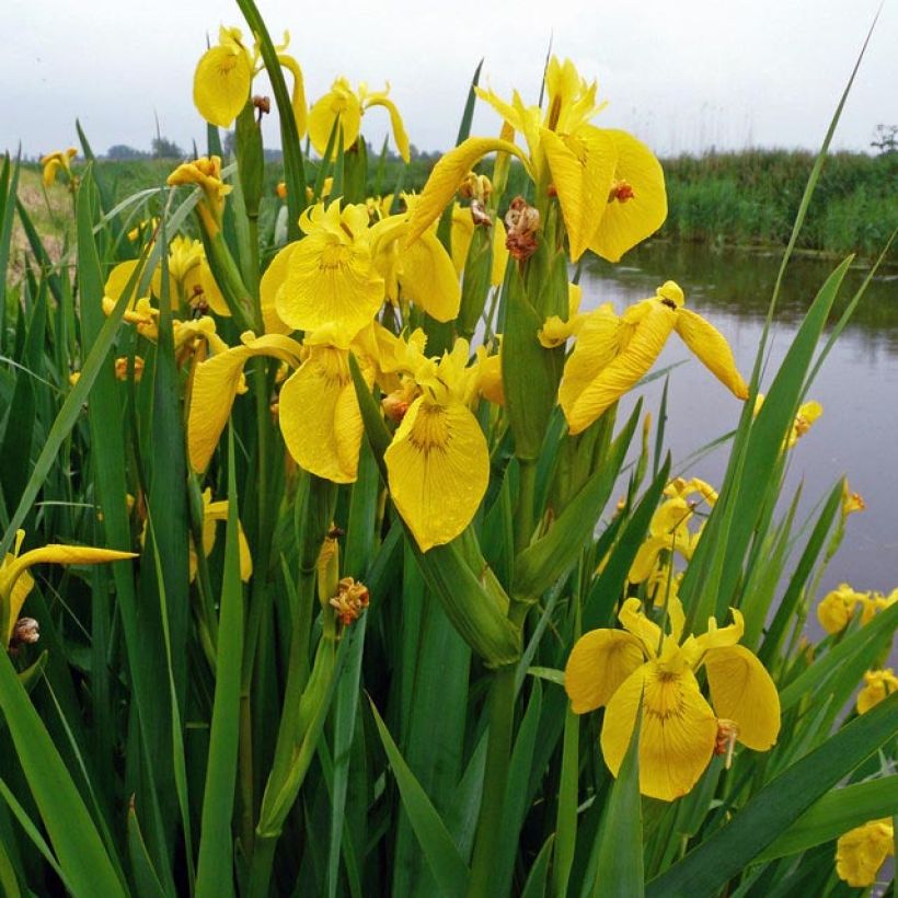 Keltakurjenmiekka - Iris pseudacorus (Lehvistö)