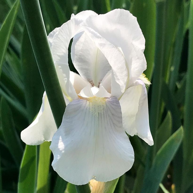 Kääpiökurjenmiekka Bright White (Kukinta)