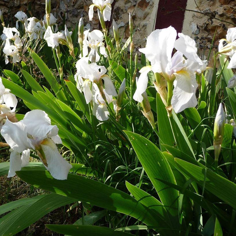 Kääpiökurjenmiekka Bright White (Kasvutapa)