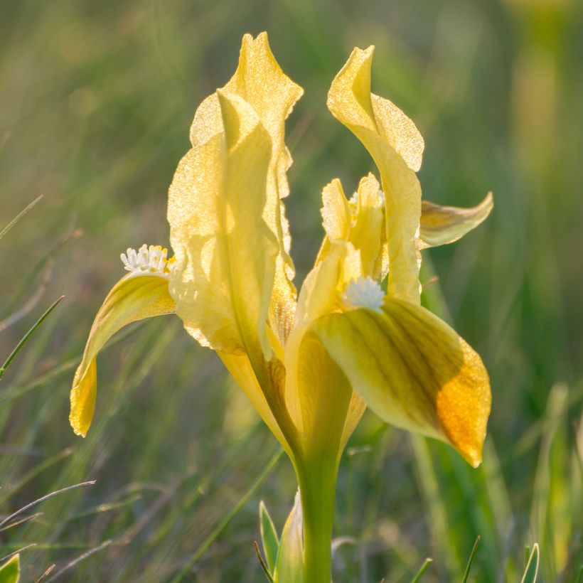Kääpiökurjenmiekka Jaune (Kukinta)